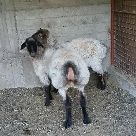 işşek
