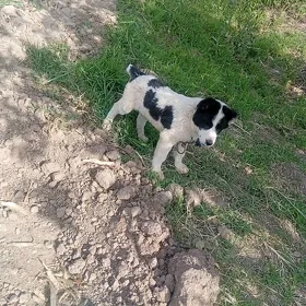 Allawaý