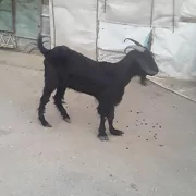 GEÇI