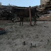 tüwe şwes
