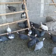 sisarka ýumurtga