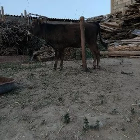 tüwe şwes