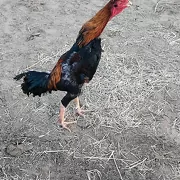 DAÝOW PARODA