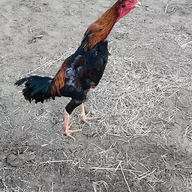 DAÝOW PARODA