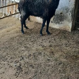 garkol