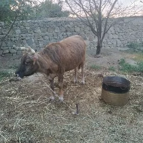 goleli sygyrlar