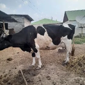 galişteyin sygyr