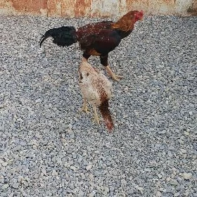 Satlyk taşkent