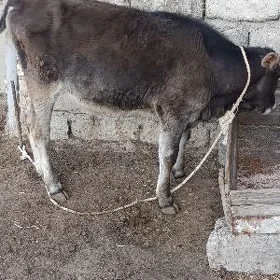 ŞWES ÖKÜZ
