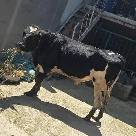 galyşteyin okuz