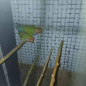 НЕРАЗЛУЧНИК PAPUGAY