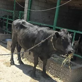 galyşteyin okuz