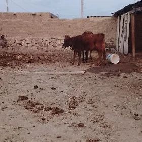 tuweler2 sany
