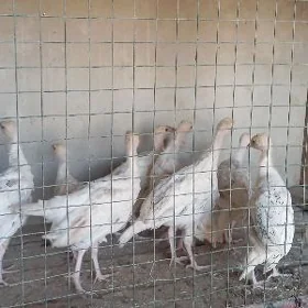 Induk juje