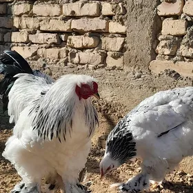 brama yumurtga