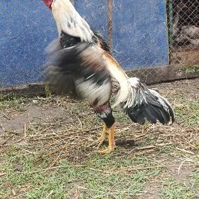 Taskent tasgent towuk horaz