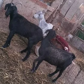 geçiler we serke