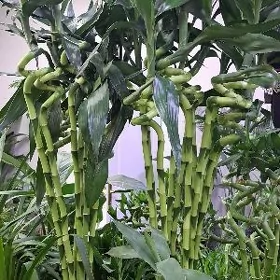 бамбук королевский
