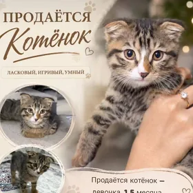 котенок, шотландский вислоухий