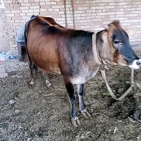 gulajyn göle