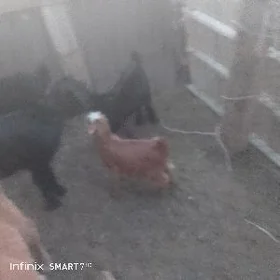 çebis owlak