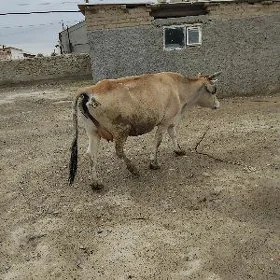 sygyr