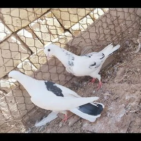 kepderi