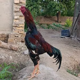 Horaz