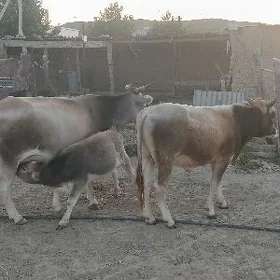 Göleli sygyr we öküz.