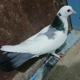 kepderi