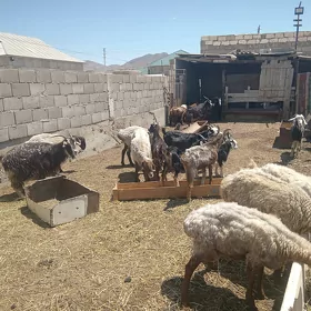 Çewis geji