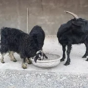 Ekiz owlakly geçi