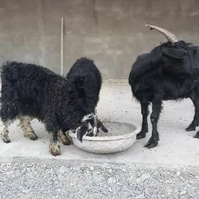 Ekiz owlakly geçi