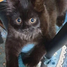 кошки