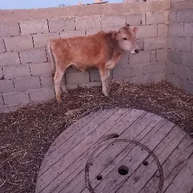 oküz