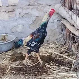 horaz    horaz