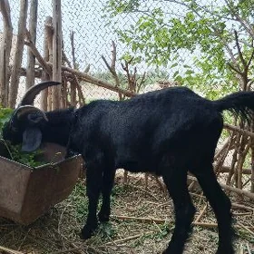 geci
