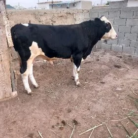 öküz