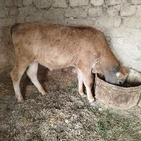 öküz