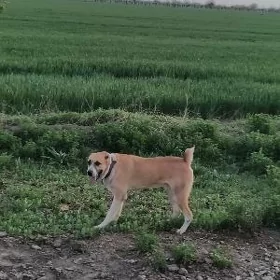 ЙОЛБАРС