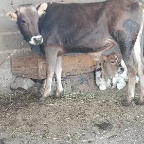 şwes öküz 2yaşar