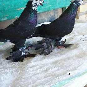 Kepderi