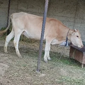 gysyr tuwe