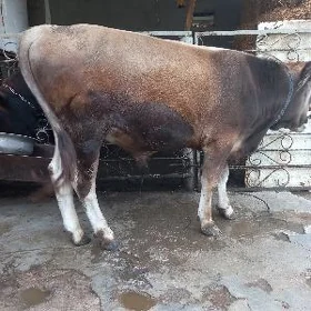 ökiz