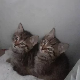 КОТЯТА МАЛЬЧИКИ :
