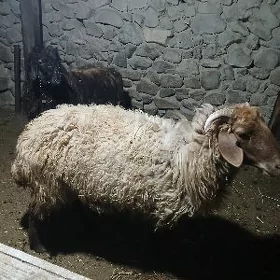 Ìşek berre