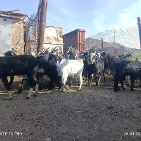 Geçi dog