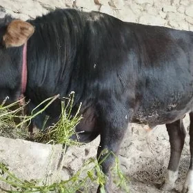 Öküz