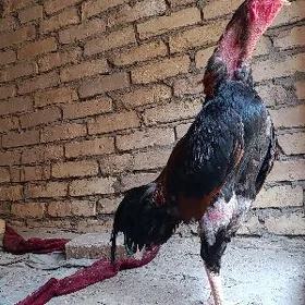 ozbek horaz