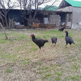 Taşkent Mäki